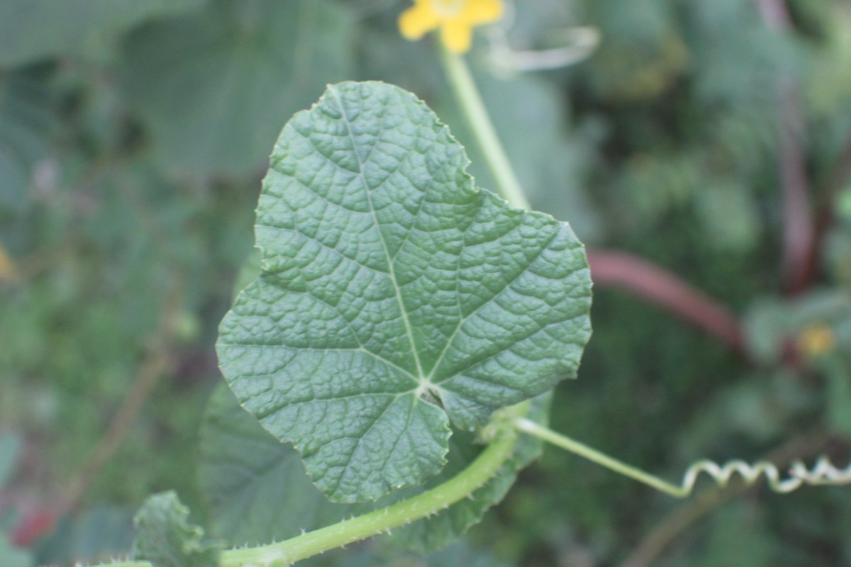 Cucumis melo L.